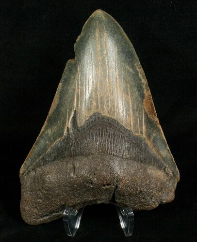 Inch Megalodon Tooth - Nice Color #5006